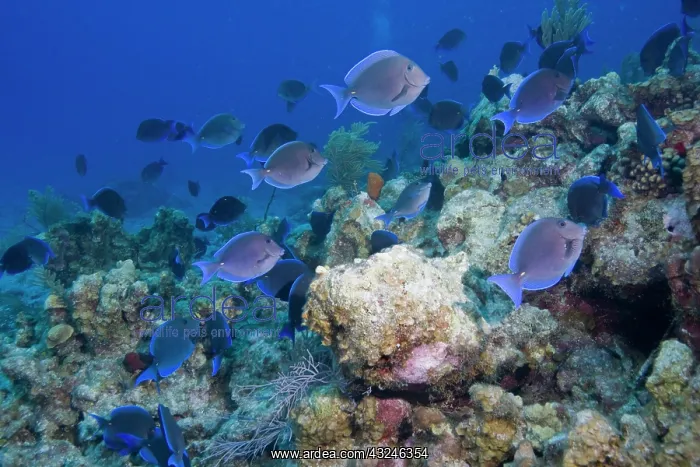 : Cayman Islands, Grand Cayman Island, Underwater : Cayman Islands, Grand Cayman Island, Underwater