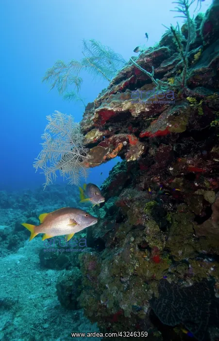: Cayman Islands, Grand Cayman Island, Underwater : Cayman Islands, Grand Cayman Island, Underwater