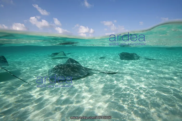 : Cayman Islands, Grand Cayman Island, Underwater : Cayman Islands, Grand Cayman Island, Underwater