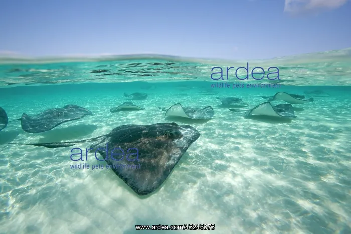 : Cayman Islands, Grand Cayman Island, Underwater : Cayman Islands, Grand Cayman Island, Underwater