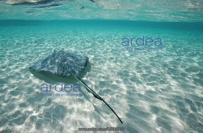 : Cayman Islands, Grand Cayman Island, Underwater : Cayman Islands, Grand Cayman Island, Underwater