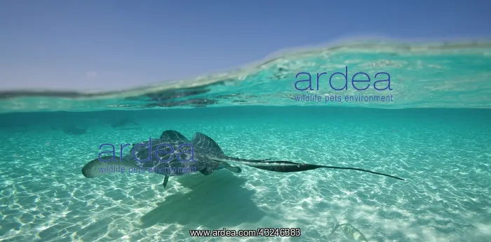 : Cayman Islands, Grand Cayman Island, Underwater : Cayman Islands, Grand Cayman Island, Underwater