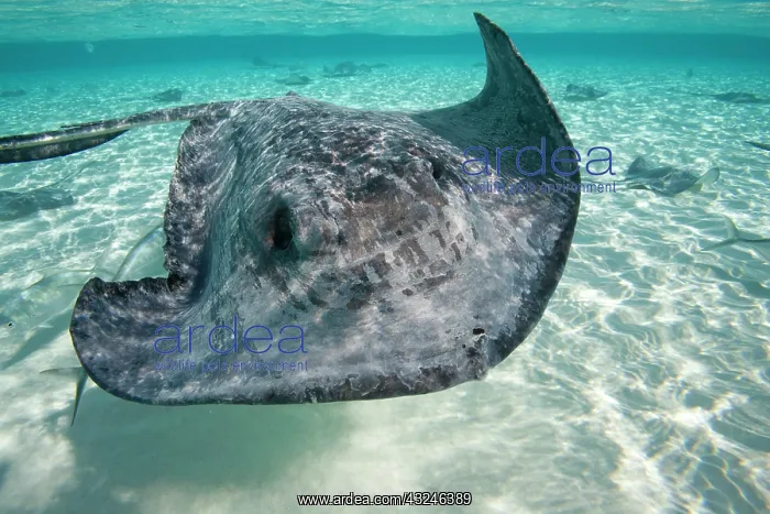 : Cayman Islands, Grand Cayman Island, Underwater : Cayman Islands, Grand Cayman Island, Underwater