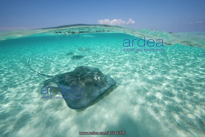  : Cayman Islands, Grand Cayman Island, Underwater