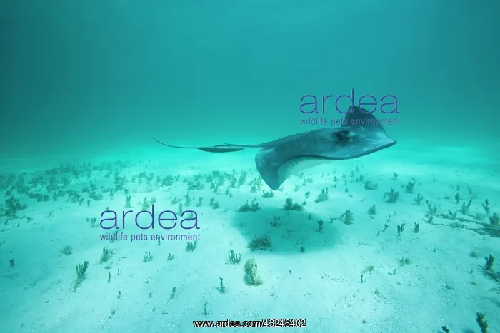 : Cayman Islands, Grand Cayman Island, Underwater : Cayman Islands, Grand Cayman Island, Underwater