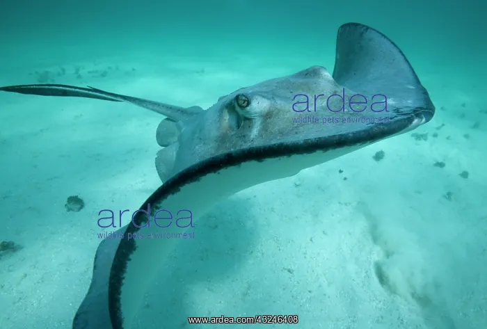 : Cayman Islands, Grand Cayman Island, Underwater : Cayman Islands, Grand Cayman Island, Underwater