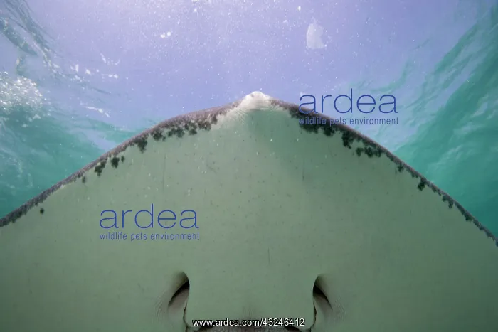 : Cayman Islands, Grand Cayman Island, Underwater : Cayman Islands, Grand Cayman Island, Underwater