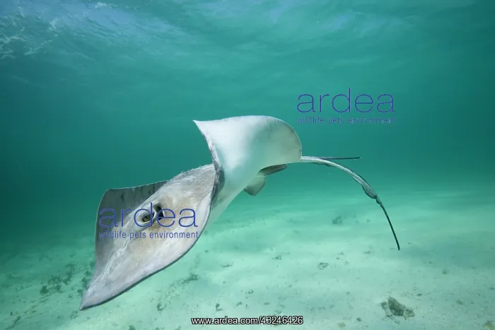 : Cayman Islands, Grand Cayman Island, Underwater : Cayman Islands, Grand Cayman Island, Underwater