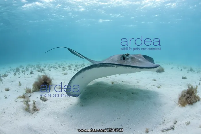 : Cayman Islands, Grand Cayman Island, Underwater : Cayman Islands, Grand Cayman Island, Underwater