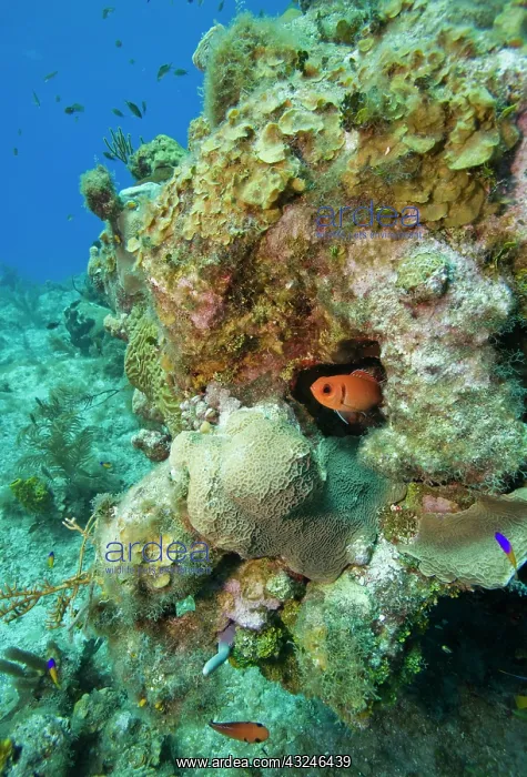 : Cayman Islands, Grand Cayman Island, Underwater : Cayman Islands, Grand Cayman Island, Underwater