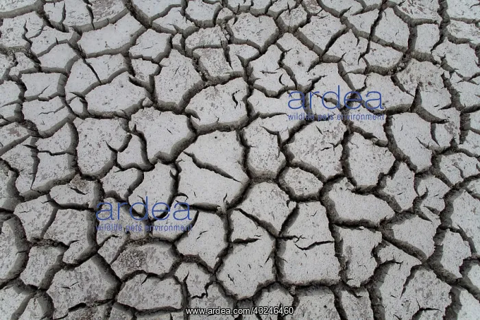 : Cayman Islands, Little Cayman Island, Cracked : Cayman Islands, Little Cayman Island, Cracked