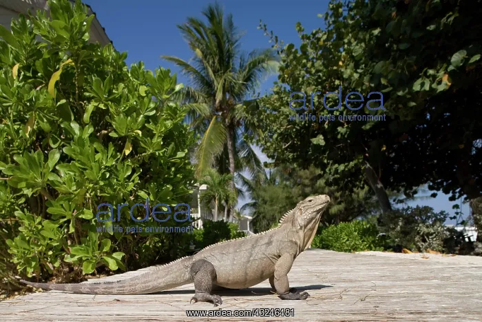 : Cayman Islands, Little Cayman Island, Lesser : Cayman Islands, Little Cayman Island, Lesser