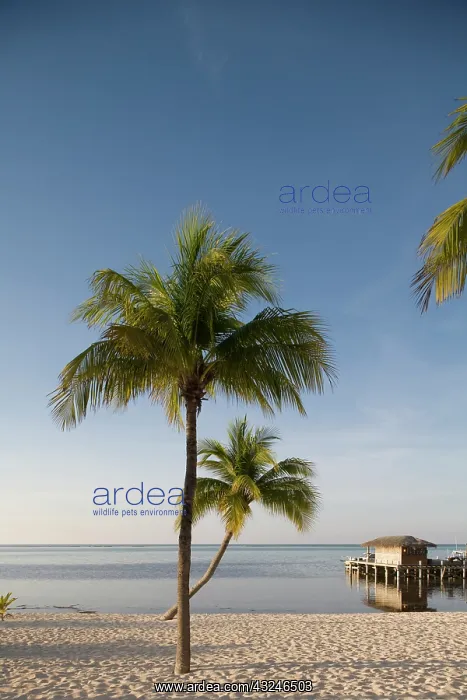 : Cayman Islands, Little Cayman Island, Morning : Cayman Islands, Little Cayman Island, Morning
