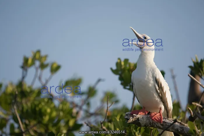 : Cayman Islands, Little Cayman Island, Red-footed : Cayman Islands, Little Cayman Island, Red-footed