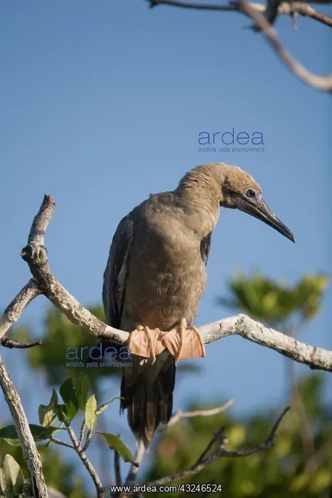 : Cayman Islands, Little Cayman Island, Red-footed : Cayman Islands, Little Cayman Island, Red-footed