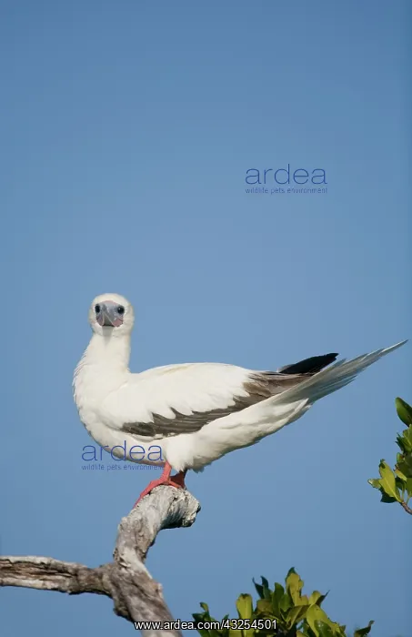 : Cayman Islands, Little Cayman Island, Red-footed : Cayman Islands, Little Cayman Island, Red-footed