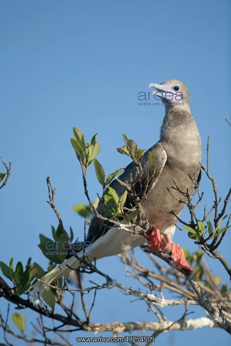 : Cayman Islands, Little Cayman Island, Red-footed : Cayman Islands, Little Cayman Island, Red-footed