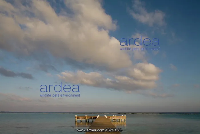 : Cayman Islands, Little Cayman Island, Setting : Cayman Islands, Little Cayman Island, Setting