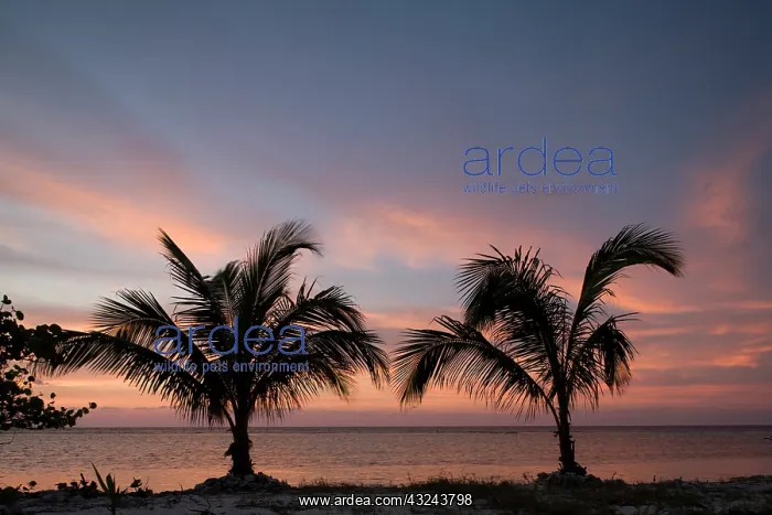 : Cayman Islands, Little Cayman Island, Silhouette : Cayman Islands, Little Cayman Island, Silhouette