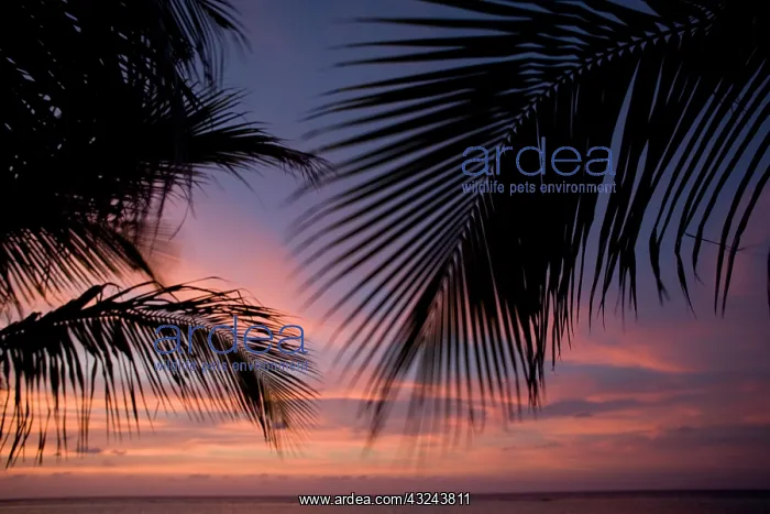 : Cayman Islands, Little Cayman Island, Silhouette : Cayman Islands, Little Cayman Island, Silhouette