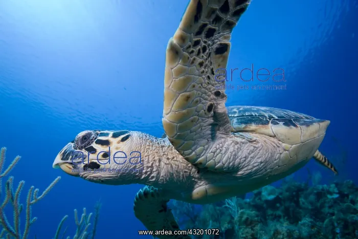: Cayman Islands, Little Cayman Island, Underwater : Cayman Islands, Little Cayman Island, Underwater