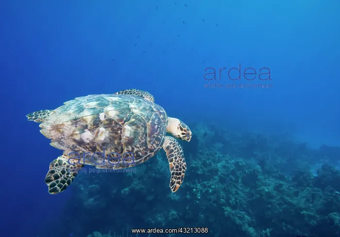 : Cayman Islands, Little Cayman Island, Underwater : Cayman Islands, Little Cayman Island, Underwater