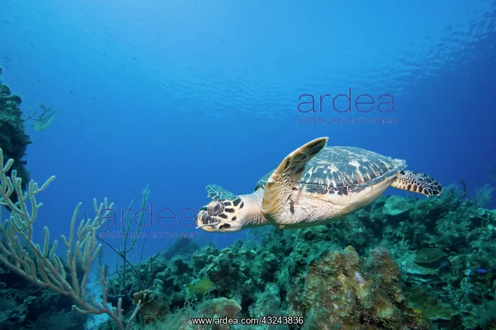 : Cayman Islands, Little Cayman Island, Underwater : Cayman Islands, Little Cayman Island, Underwater