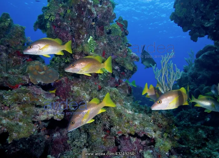 : Cayman Islands, Little Cayman Island, Underwater : Cayman Islands, Little Cayman Island, Underwater