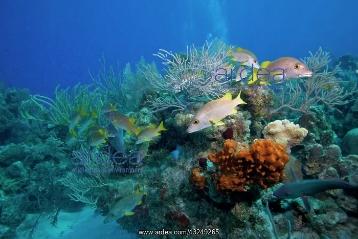 : Cayman Islands, Little Cayman Island, Underwater : Cayman Islands, Little Cayman Island, Underwater