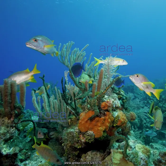 : Cayman Islands, Little Cayman Island, Underwater : Cayman Islands, Little Cayman Island, Underwater