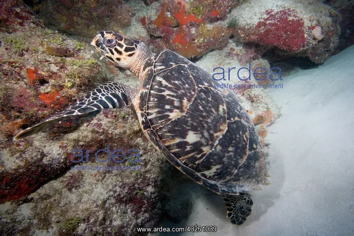 : Cayman Islands, Little Cayman Island, Underwater : Cayman Islands, Little Cayman Island, Underwater