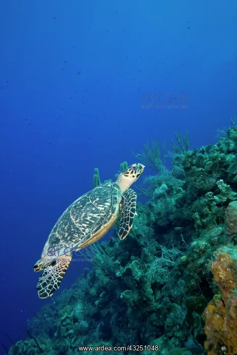 : Cayman Islands, Little Cayman Island, Underwater : Cayman Islands, Little Cayman Island, Underwater