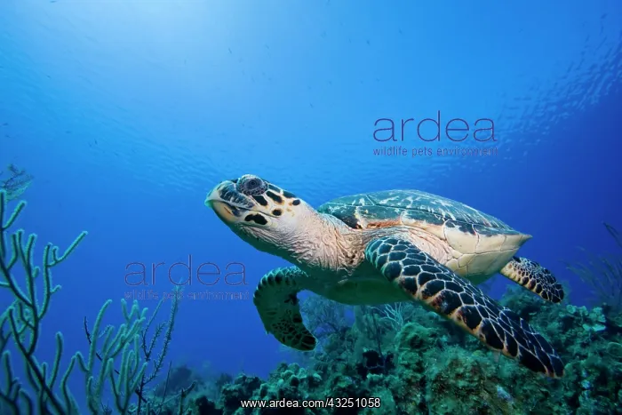 : Cayman Islands, Little Cayman Island, Underwater : Cayman Islands, Little Cayman Island, Underwater
