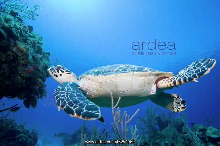 : Cayman Islands, Little Cayman Island, Underwater : Cayman Islands, Little Cayman Island, Underwater