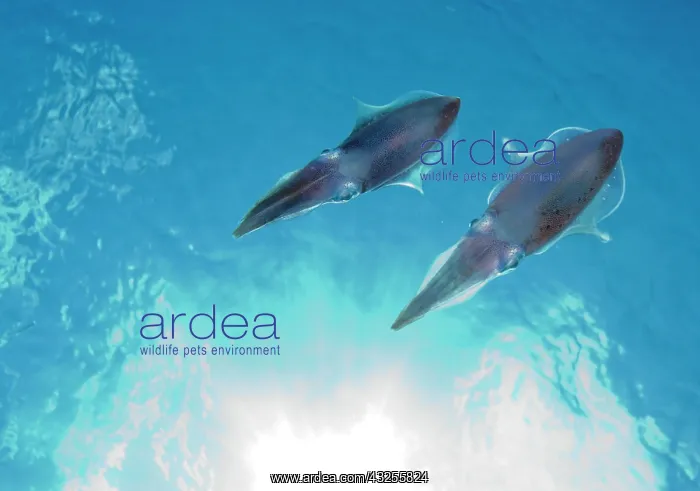  : Cayman Islands, Little Cayman Island, Underwater