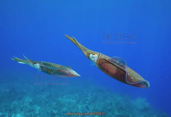 : Cayman Islands, Little Cayman Island, Underwater : Cayman Islands, Little Cayman Island, Underwater