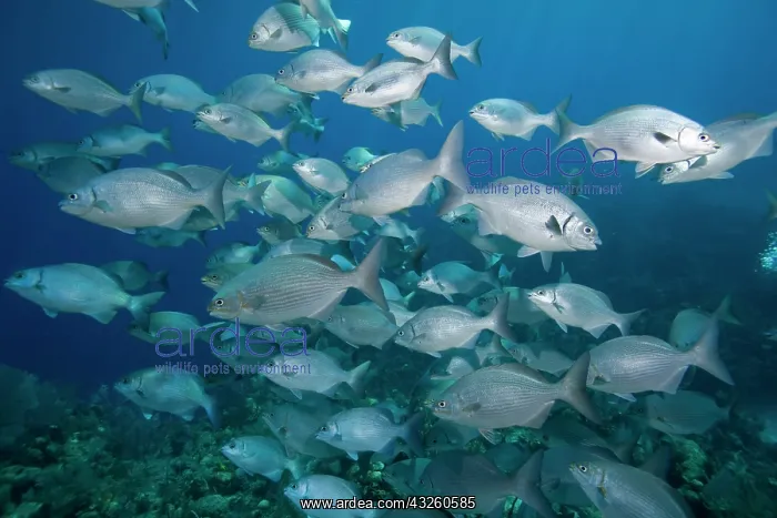  : Cayman Islands, Little Cayman Island, Underwater