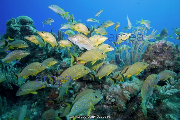 : Cayman Islands, Little Cayman Island, Underwater : Cayman Islands, Little Cayman Island, Underwater