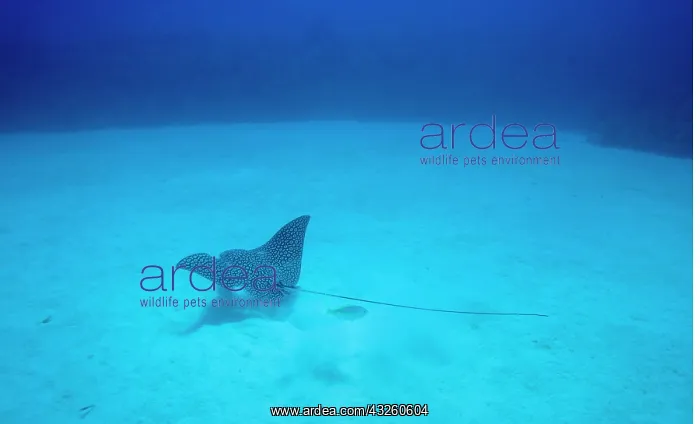: Cayman Islands, Little Cayman Island, Underwater : Cayman Islands, Little Cayman Island, Underwater