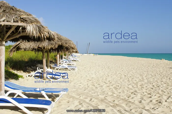: Cayo Santa Maria, Cuba. Beach at Sol Cayo : Cayo Santa Maria, Cuba. Beach at Sol Cayo