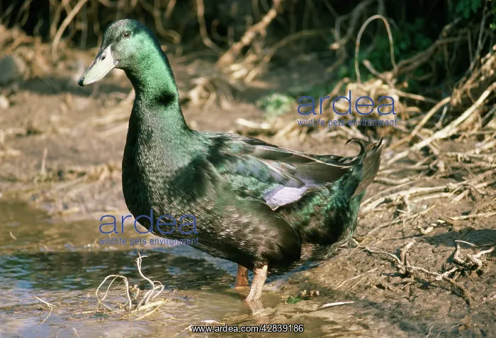  : Cayuga DUCK - domestic