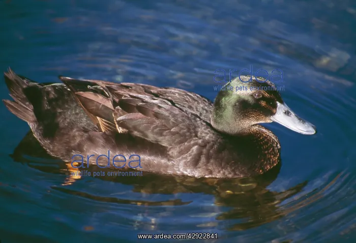  : Cayuga Duck - Domestic