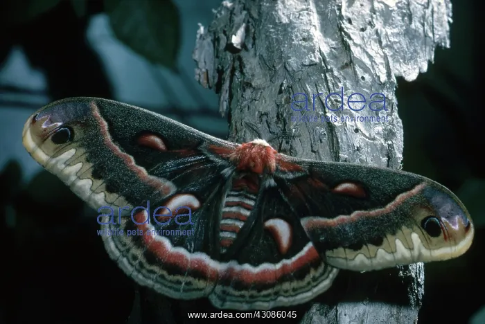 : Cecropia Moth : Cecropia Moth