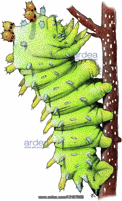 : Cecropia Moth : Cecropia Moth