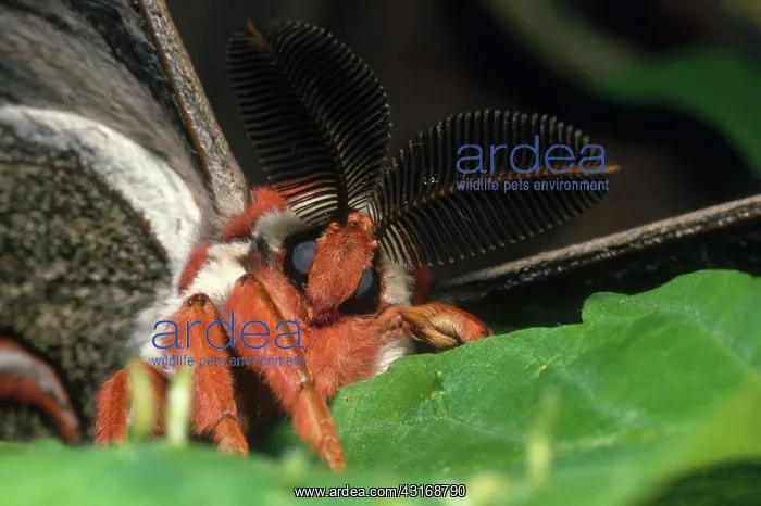 : Cecropia Moth : Cecropia Moth