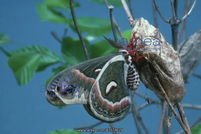 : Cecropia Moth : Cecropia Moth