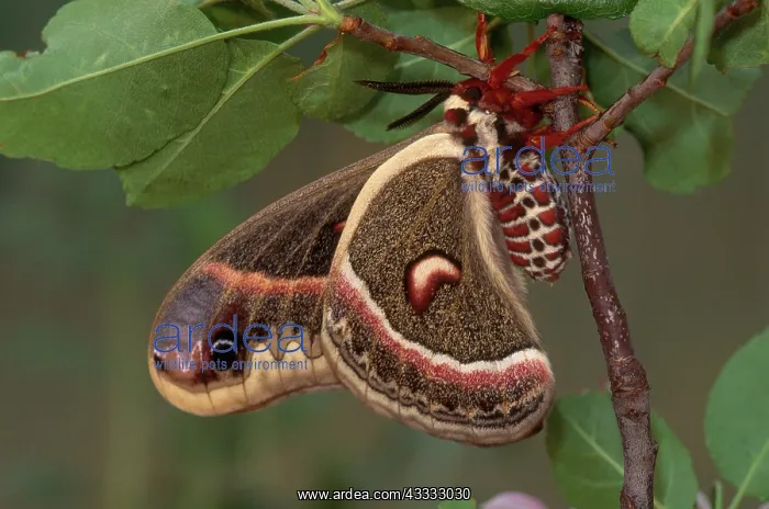  : Cecropia Moth