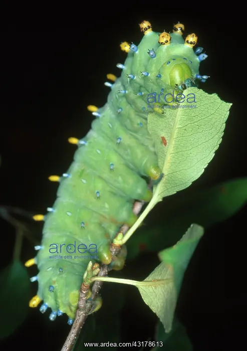: Cecropia Moth Caterpillar : Cecropia Moth Caterpillar