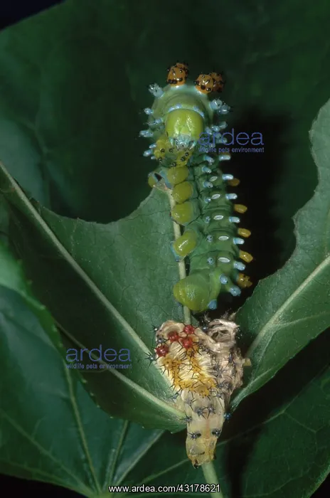 : Cecropia Moth Caterpillar : Cecropia Moth Caterpillar
