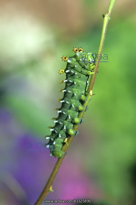 : Cecropia Moth Caterpillar : Cecropia Moth Caterpillar